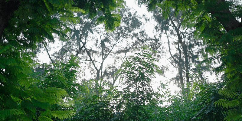 https://2025-dev-website-fbgjefbpfsd8gcbj.a02.azurefd.net/ltdev/media/1cgppdbv/biodiversity-2.webp