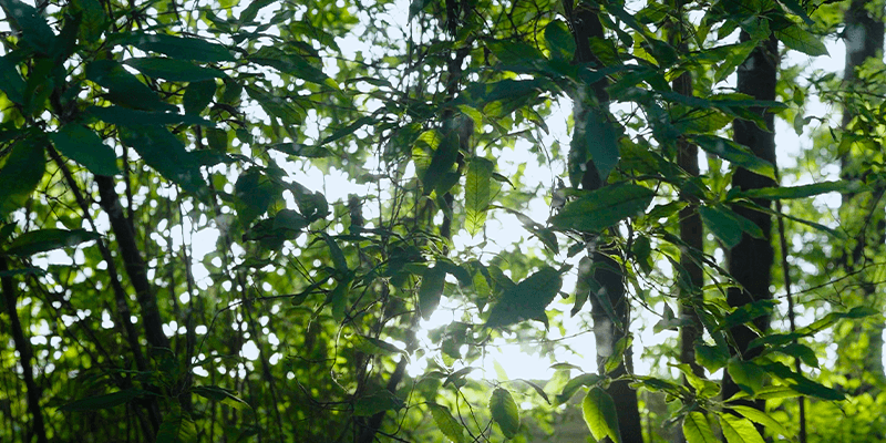 https://2025-dev-website-fbgjefbpfsd8gcbj.a02.azurefd.net/ltdev/media/5l4egmfi/biodiversity-5.webp
