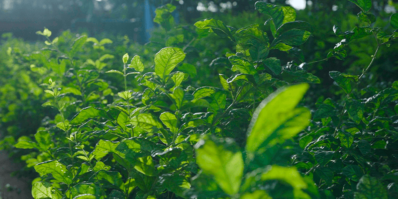 https://2025-dev-website-fbgjefbpfsd8gcbj.a02.azurefd.net/ltdev/media/ambp4exs/biodiversity-4.webp